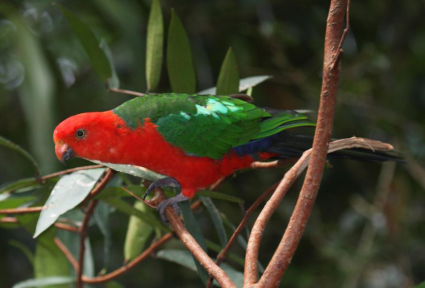  p>澳洲国王鹦鹉(学名: i>alisterus scapularis /i>)是 a href="#">