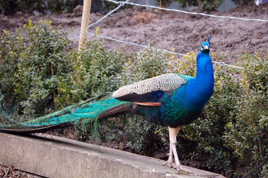  p>蓝孔雀(学名: i>pavo cristatus /i>):体长90-230厘米,翼展130-160