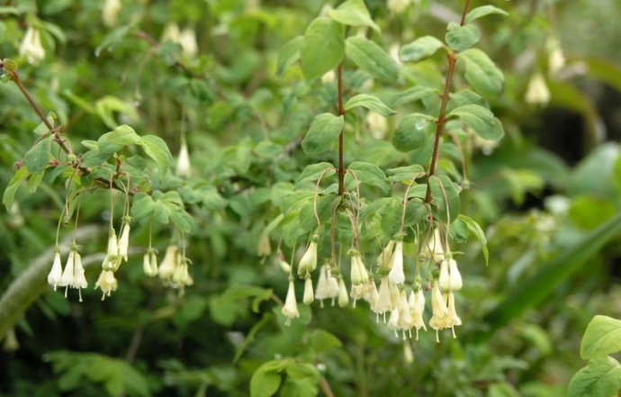  p>唐古特忍冬(学名: i>lonicera tangutica /i> maxim.