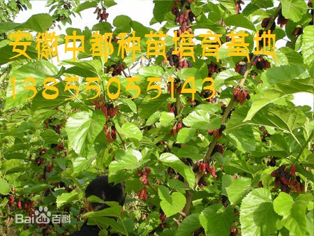 果桑
