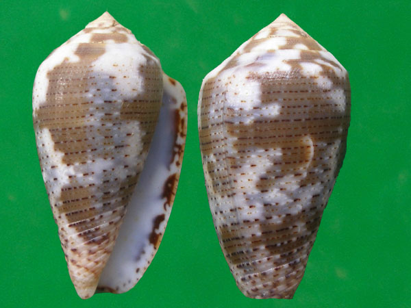  p>海图芋螺是一种新腹足目,芋螺科类生物,螺壳尺寸25 - 76 mm.