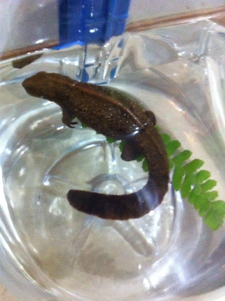 andrias davidianus davidianus