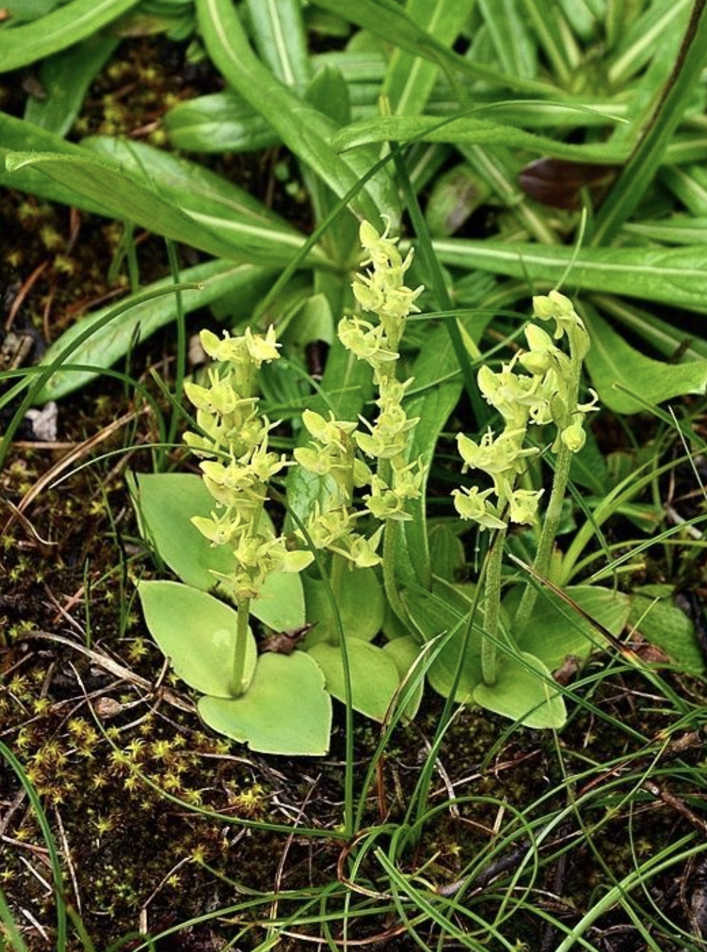  p>滇蜀玉凤花是 a target="_blank" href="/item/兰科玉凤花属">兰科