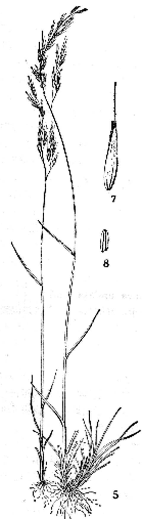  p>微药羊茅分布于中国四川及西藏等地的高山带.