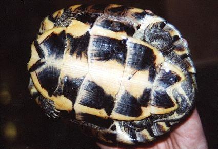  p>安南龟(学名: i>mauremys annamensis /i>)是地龟科,拟水龟属爬行