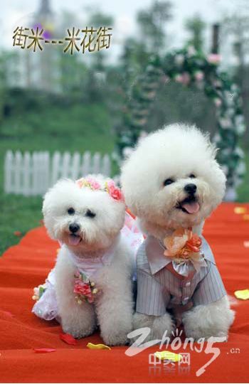 雄壮的婚礼进行曲,艳丽的婚纱礼服,红色的结婚证书,粉色的洞房,宠物