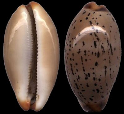  p>墨西哥雨丝宝螺(学名:luria isabellamexicana)是腹足纲宝螺科的