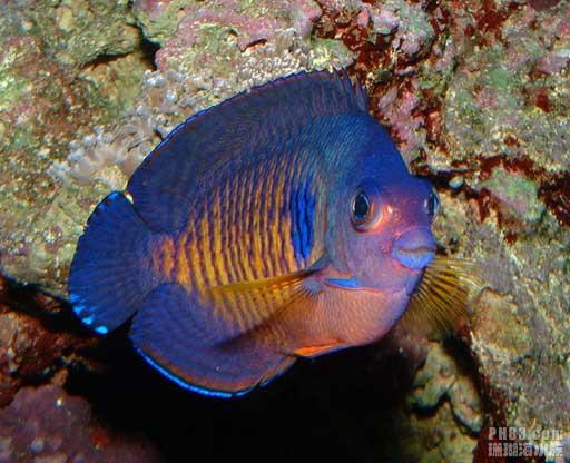  p>双棘刺尻鱼,centropyge bispinosa,又称双棘棘蝶鱼,俗名琉璃神仙