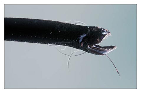 深海龙鱼属于<a href="#" data