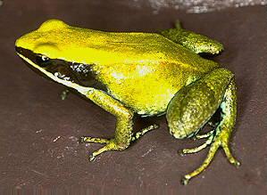  p>绿彩蛙为马达加斯加蛙科,属于脊索动物门,两栖纲