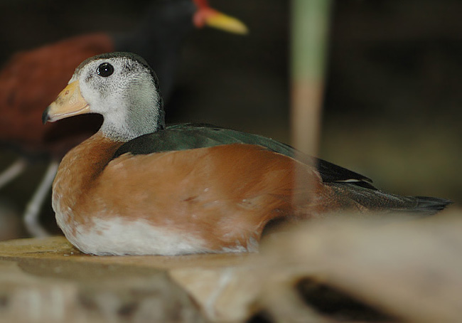 头圆,脚短,鸭喙很像鹅的喙,短而底部较深.