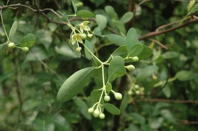  p>无瓣海桑(学名: i>sonneratia apetala /i>  buch.-ham. a>.