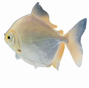  p>画眉鱼 a>是鲈形目 /a> a>慈鲷科 /a>的一种鱼类.