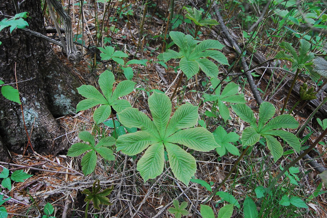 gray)是虎耳草科,鬼灯檠属植物.