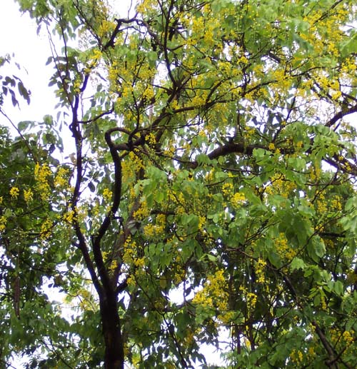  p>腊肠树(学名: i>cassia fistula /i>  l.):是豆科决明属植物.