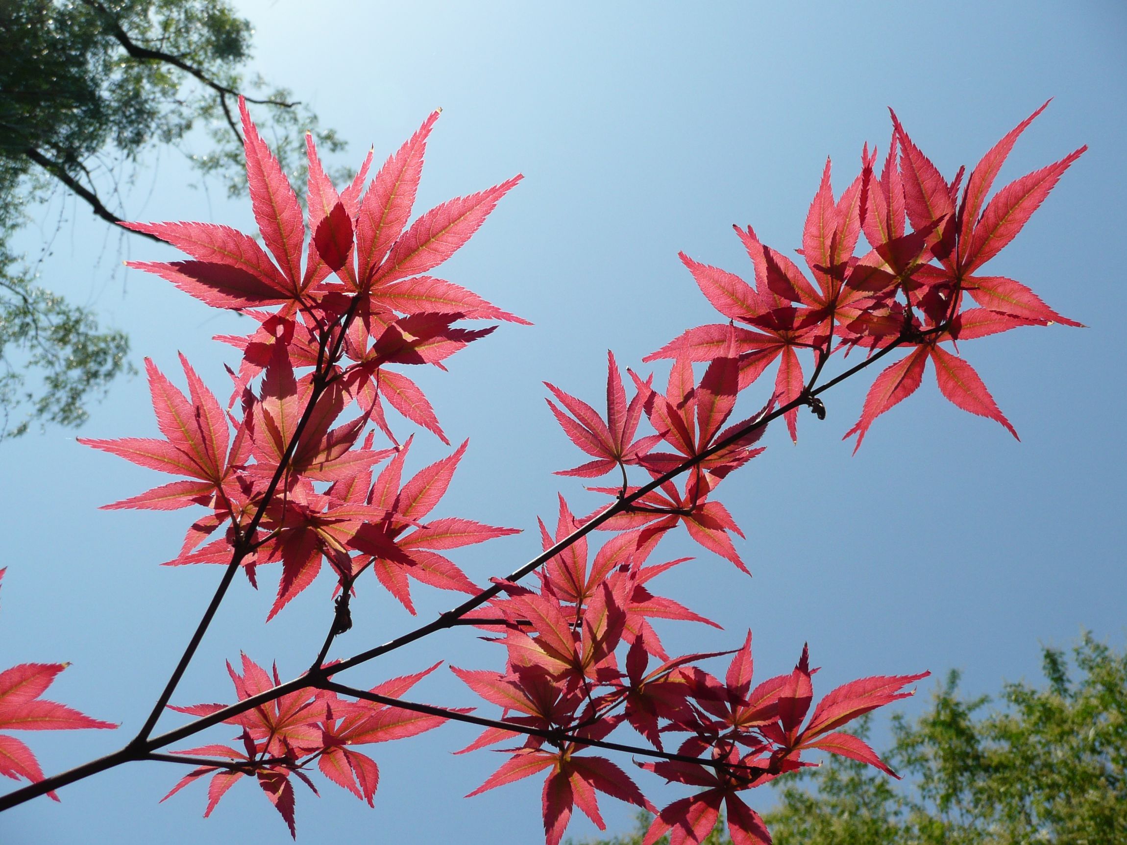 acer palmatum atropurpureum)是槭树科,槭属,鸡爪槭的一个品种