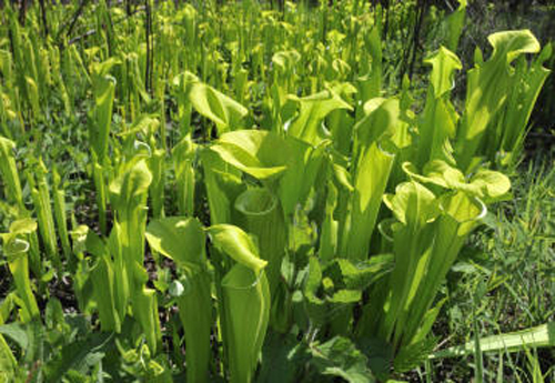  p>绿瓶子草(学名:sarracenia oreophila)是一种相对体形较大,气质