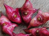  p>北人食菱(water chestnut)是明朝江盈科创作的文言文,出自《雪涛