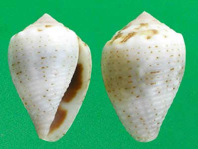  p>花冠芋螺(学名:miliariconus coronatus)壳较粗短,质厚.