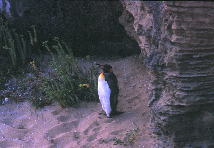  p>王企鹅麦夸里岛亚种(学名:aptenodytes patagonicus halli)体长近