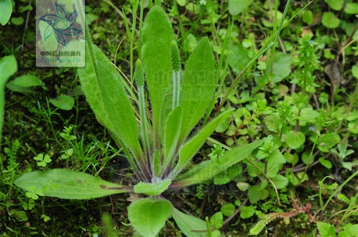  p>北美车前(学名: i>plantago virginica /i>  l.