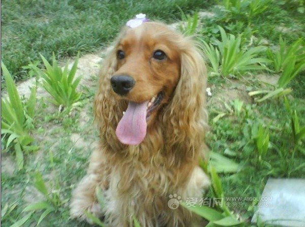 "#" data-lemmaid="2020548">英国可卡犬 /a>(英文名 :english cocker