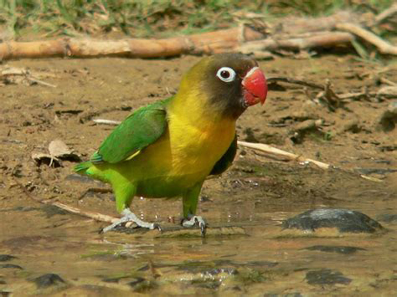 p>黑脸牡丹鹦鹉(学名 i>agapornis nigrigenis/i:体长13-14厘米