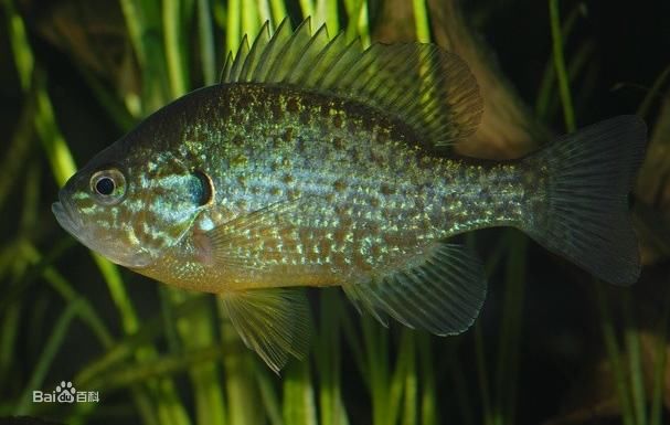  p>太阳鱼, a target="_blank" href="/item/淡水鱼类/4446197" data