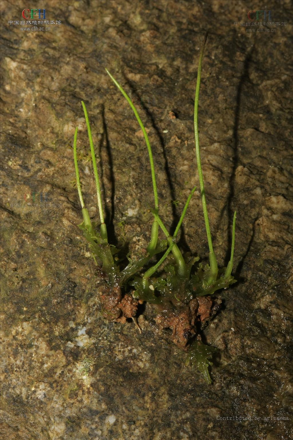 植物/722519" data-lemmaid="722519">苔藓植物 /a>的一目,属角苔纲