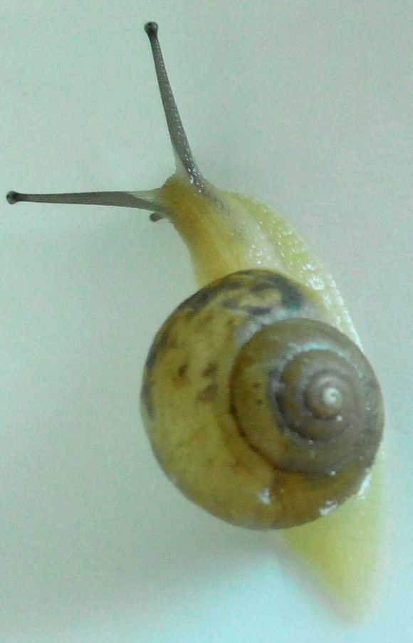 中华灰巴蜗牛