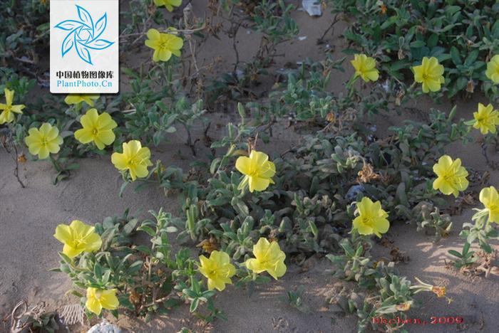  p>海边月见草(学名:oenothera drummondii hook.
