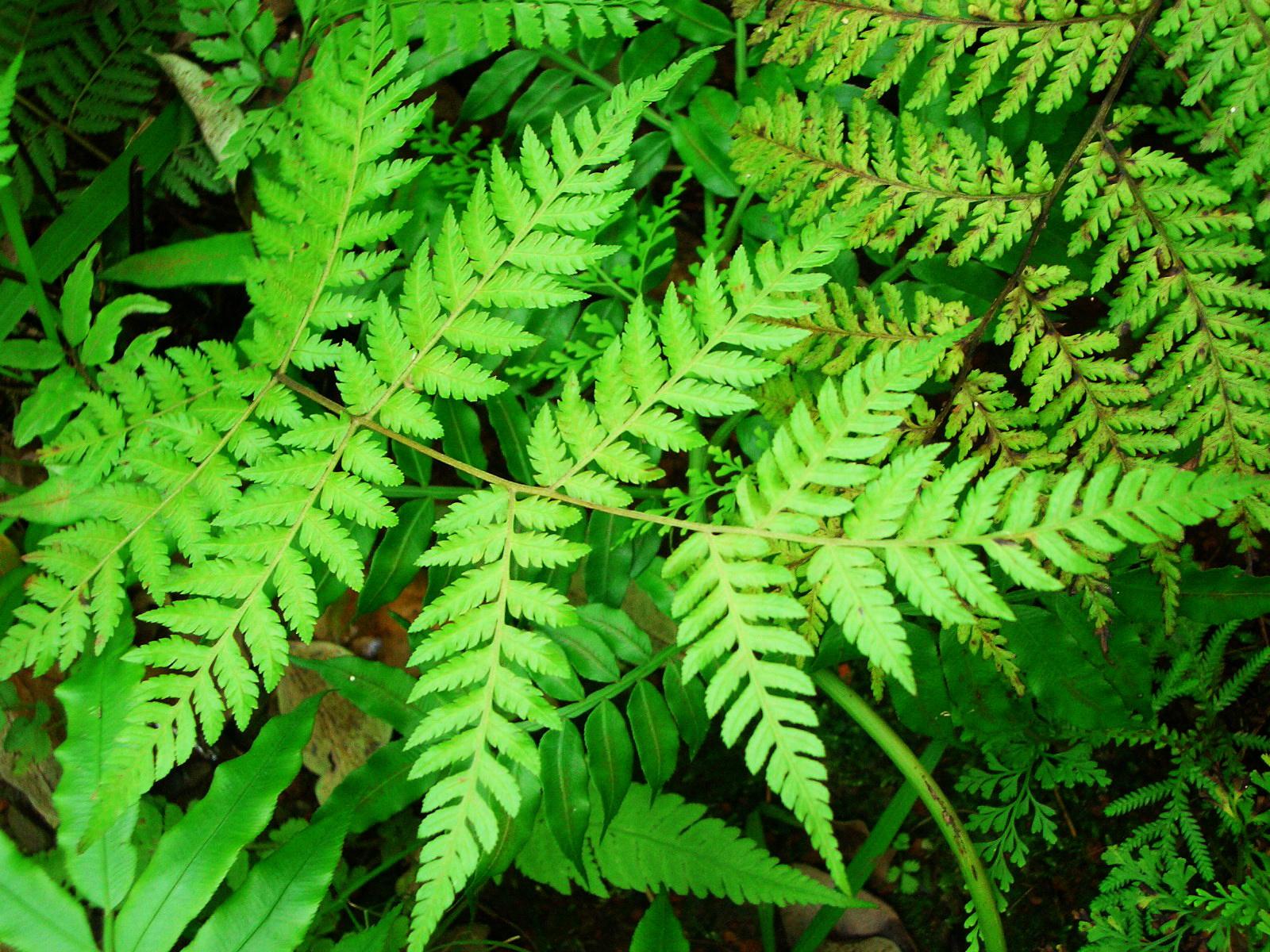 sphaeropteris bernh.