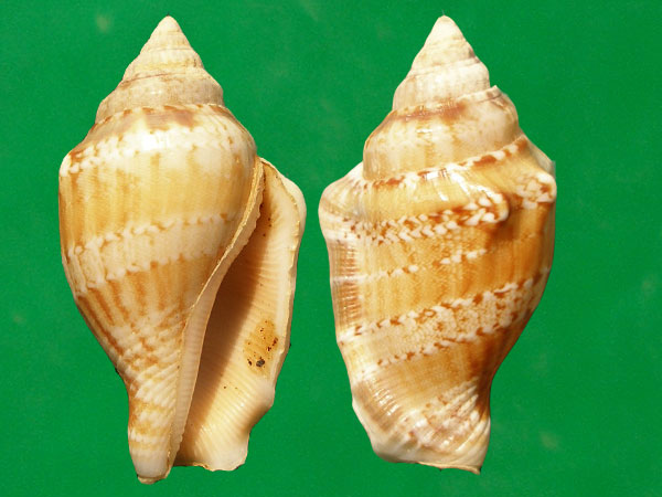  p>花瓶凤凰螺(学名: i>canarium mutabilis /i>):成贝15 - 45毫米, a