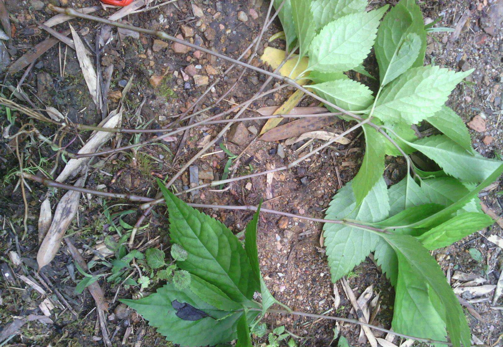  p>宽叶金粟兰是 a data-lemmaid="2829221">金粟兰属 /a>多年生草本