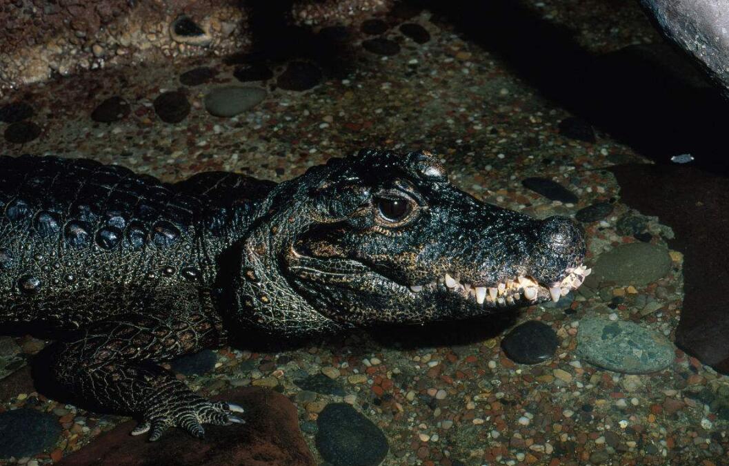 是世界上体型最小的 a href="#" data-lemmaid="328752">鳄鱼 /a>,身