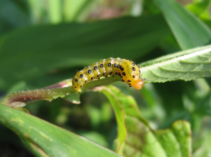  p>玫瑰三节叶蜂属 a target="_blank" href="