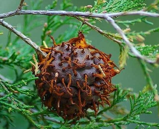  p>台湾胶锈菌,属锈菌目,柄锈科,拉丁名为gymnosporangium formosanum