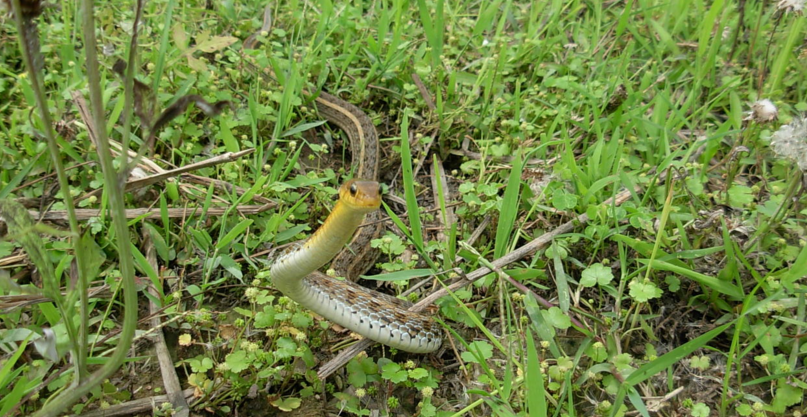  p>草花蛇生活于平原,丘陵或山区耕作地带,常出没于