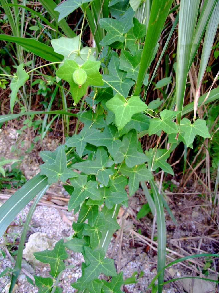  p>茅瓜属(学名:solena lour.)葫芦科多年生攀援草本,具块状根.