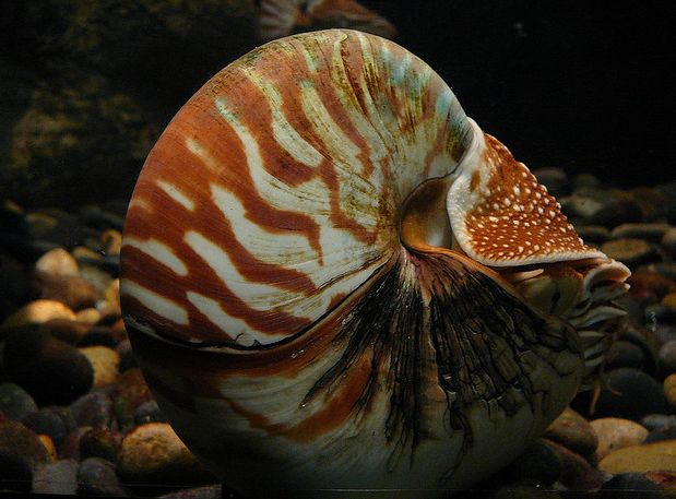  p>鹦鹉螺(学名:nautiloidea):是头足纲,鹦鹉螺科的海洋 a href="#">