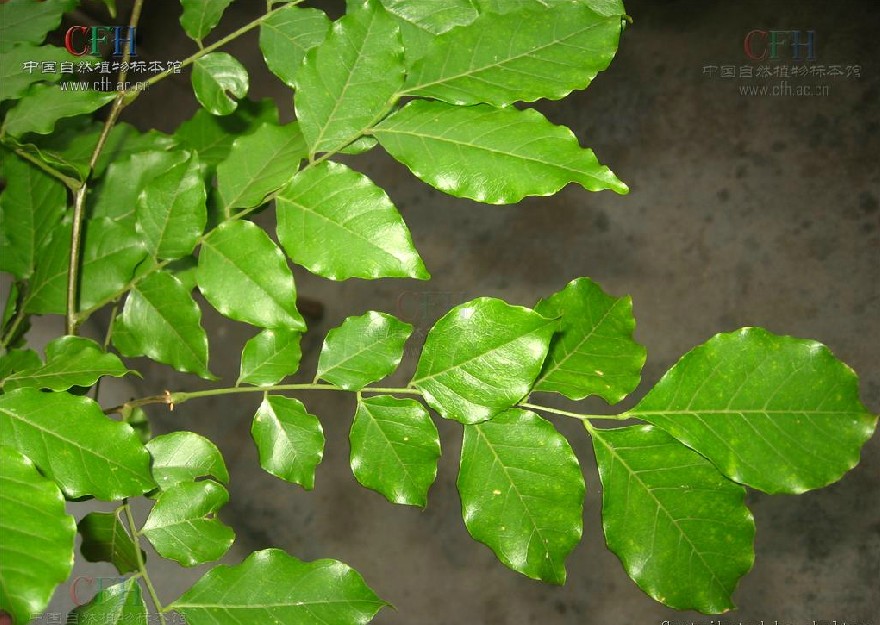  p>紫檀(拉丁学名: i>pterocarpus indicus /i>  willd.