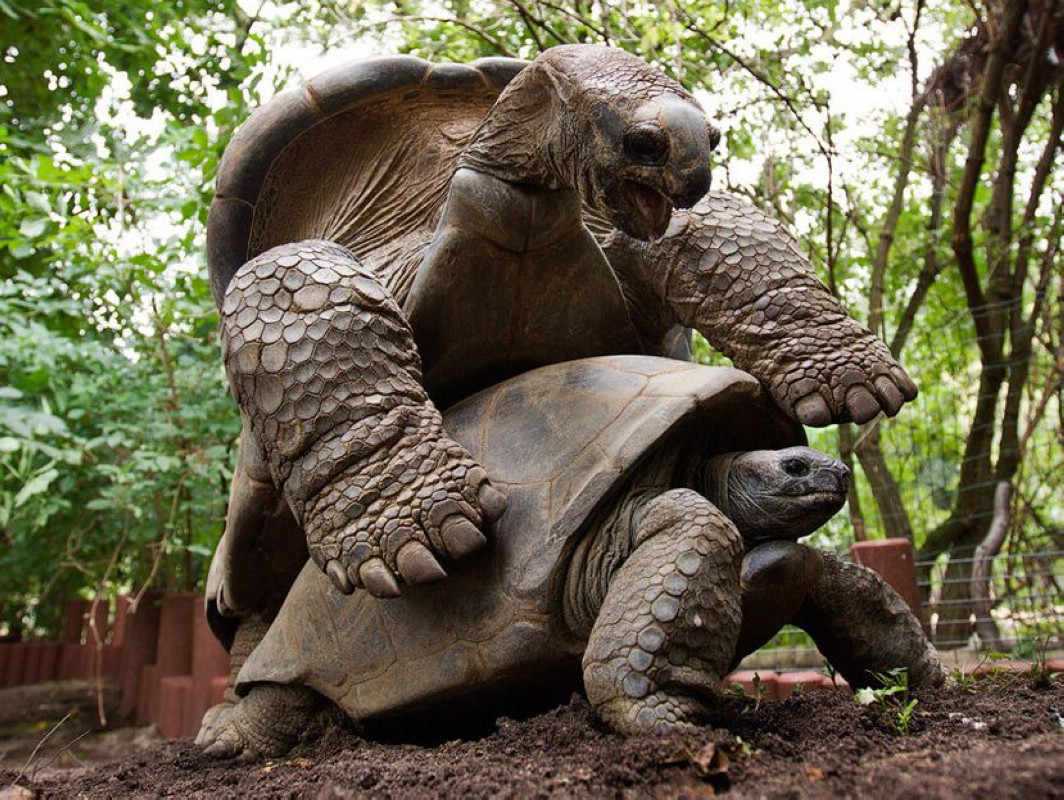  p>加拉帕戈斯象龟艾可多亚火山亚种,体长1.