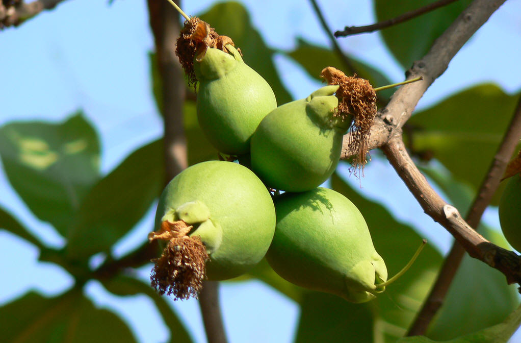  p>巴西栗又名 a href="#" data-lemmaid="8472048">巴西坚果 /a>,是