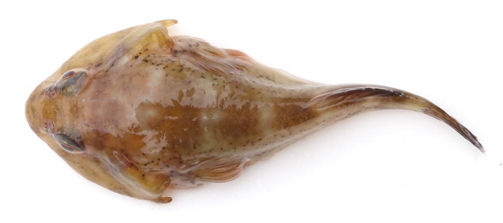 圆头新西兰喉盘鱼