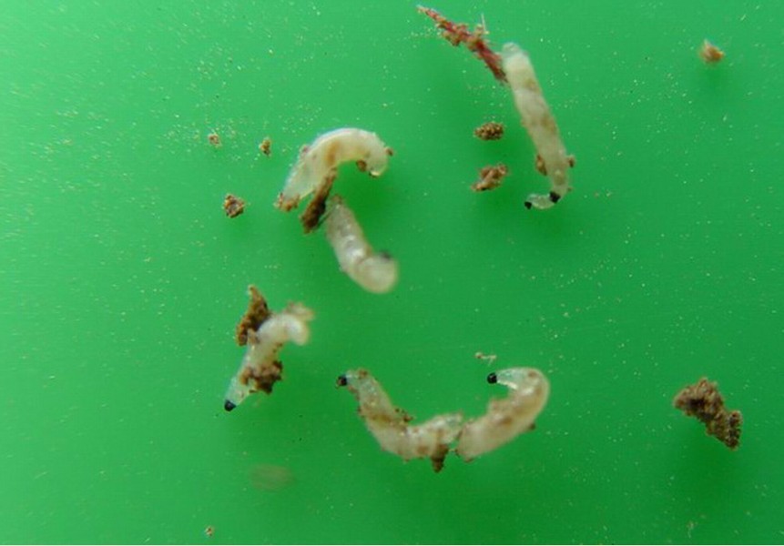  p>韭菜迟眼蕈蚊, i>bradysia odoriphaga /i> yang et zhang,属双翅