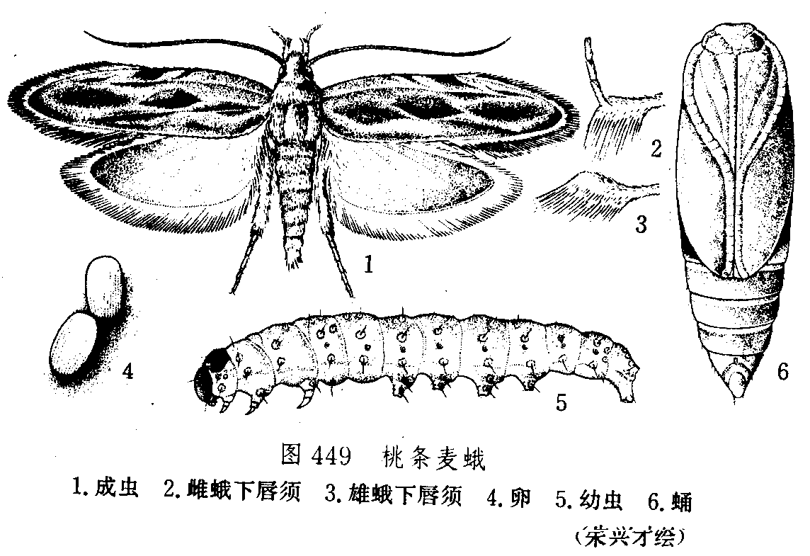 anarsia lineatella zeller