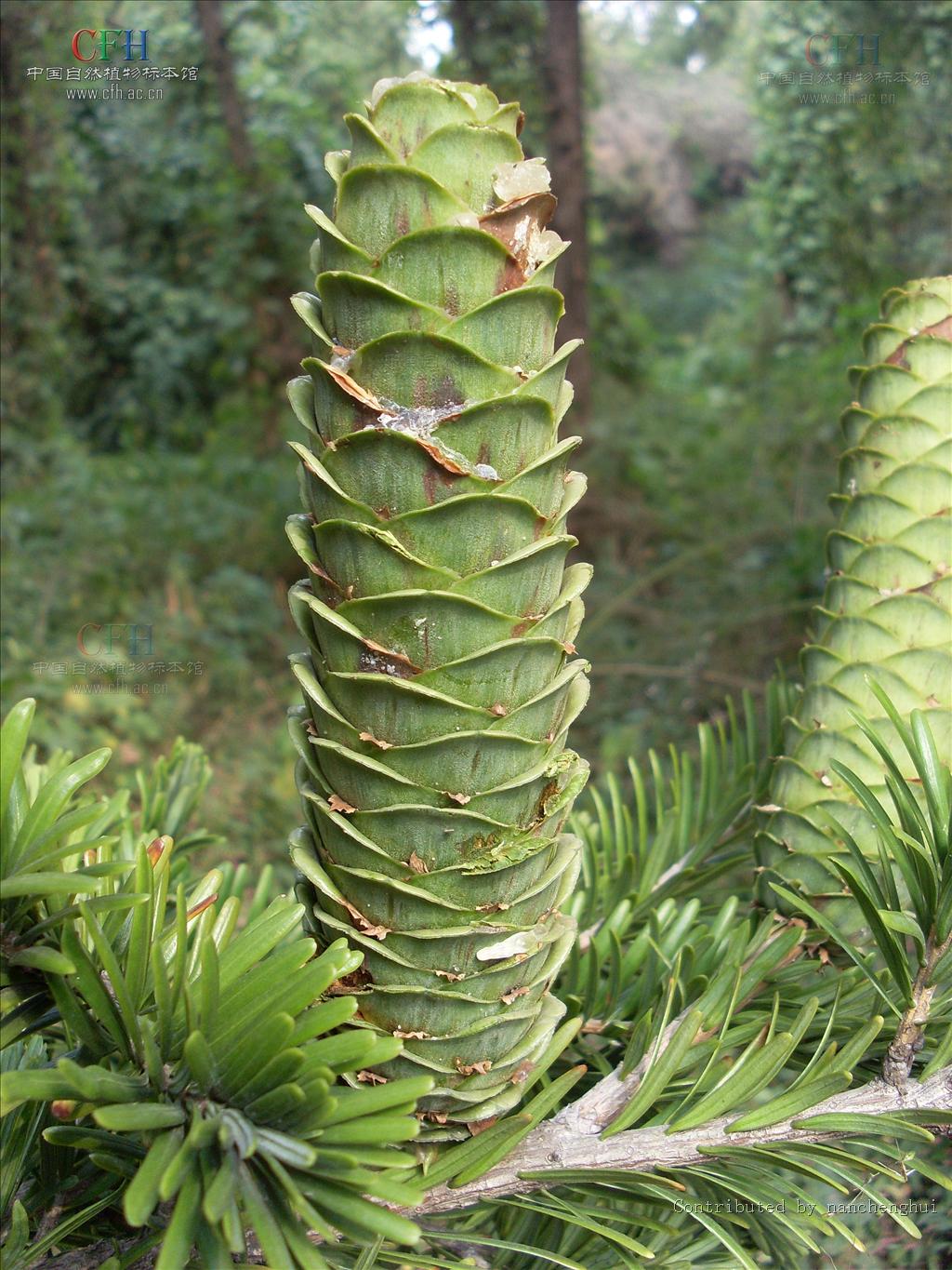 fu):是松科油杉属 a target="_blank" href="/item/乔木/33239" data