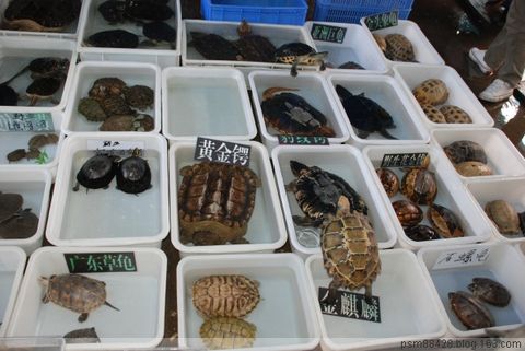  p>广州花地湾花鸟鱼虫批发市场位于广东省广州市荔湾区 a href="#">