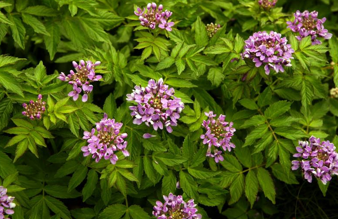  p>紫花碎米荠(学名: i>cardamine /i>  i>tangutorum /i> o.e.