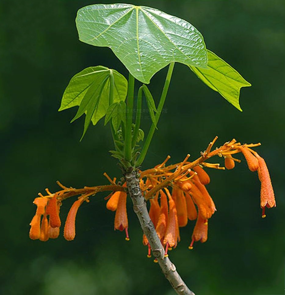  p>广西火桐(学名: i>erythropsis kwangsiensis /i> (hsue) hsue)是